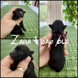 Zara - Black and gold male Yorkshire Terrier puppy in Erin, Tennessee from Sweetpeas Babydoll Yorkies
