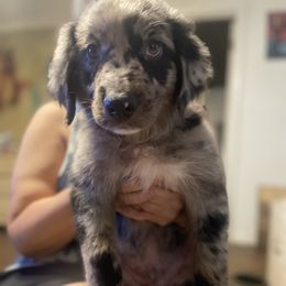 Australian Shepherd Puppies from Elliott’s Aussies