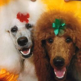Poodles from KB Blue Sky Farm