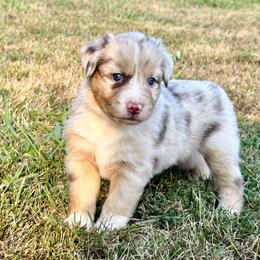 Rose - Red merle Australian Shepherd puppy in Hillview, Illinois from Malin Family Aussies