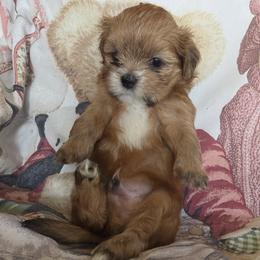 Lhasa Apso Puppies from Pawjama Kennel