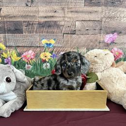Dachshund Puppies from Dachshund Family Love Breeders