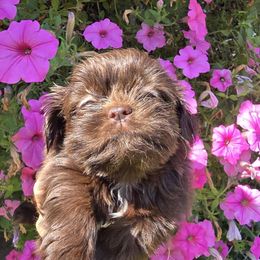 Chocolate girl 2 - Chocolate female Shih Tzu puppy in Newark, Ohio from Gemini Kennels
