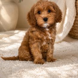 Espresso - Red  male Goldendoodle puppy in Humble, Texas from Simply Dane Doodles