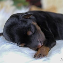 Yellow collar - Black and tan female Schnoodle puppy in Plattsburgh, New York from Adirondack Poodles Goldendoodles,Bernedoodles & Schnoodles