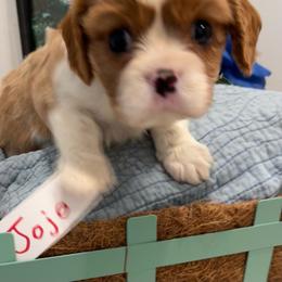 Jojo - Blenheim male Cavalier King Charles Spaniel puppy in St. George, Maine from Cloud Nine Cavaliers