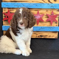 Willis - Brown and white male Saint Berdoodle puppy in Chicago, Illinois from Gentle Giant Saint Berdoodles