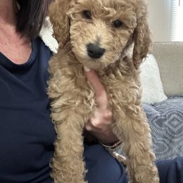 Goldendoodle Puppies from Southern Grace Acres