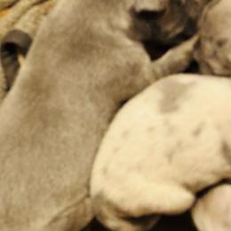 Blue Tan Point 2 - Blue male Great Dane puppy in Devine, Texas from Texas Devine Danes & Aussies