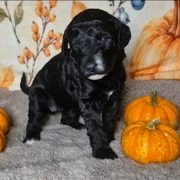 Ember - Black female Sheepadoodle puppy in Austin, Texas from Darling Doodles