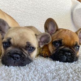French Bulldog Puppies from Bailey French Bulldogs