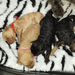 Lakeland Terrier Puppies from Bellplain