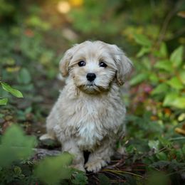 Clank - Apricot male Maltipoo puppy in Bellingham, Washington from My Sweet Poodles and Doodles