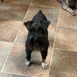 Nina - Miniature Schnauzer