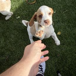 Black Collar-Toast - Red and white male Beagle puppy in Las Vegas, Nevada from Hound Kings