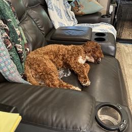 Australian Labradoodle All Grown Up from Selah Doodles