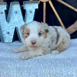 Autumn - Red merle female Miniature Australian Shepherd puppy in Checotah, Oklahoma from Wild Outlaw Aussies