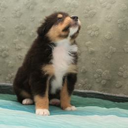 Freckle - Black white and tan male Collie puppy in Mattoon, Illinois from Gold Leaf Collies