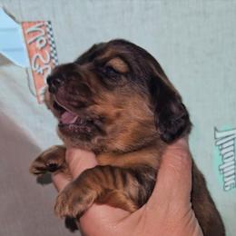 Boy 2 - Dapple male Dachshund puppy in Lansing, Michigan from Black Thunder 517 Dachshunds and frenchies