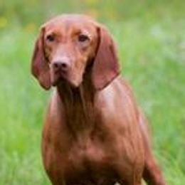 Vizslas from Smoothbore Vizslas