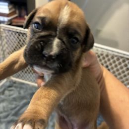 Beauty - Fawn female Boxer puppy in Arkansas from Esquivel Boxers