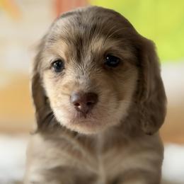 Mobius - Dapple male Dachshund puppy in Pflugerville, Texas from Dream A Dream Dachshunds