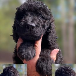 Blue Collar - Black male Goldendoodle puppy in Ringgold, Georgia from Sweet B’s Goldendoodles