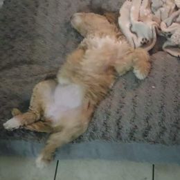 Poodle Puppies from Polly Wally Doodles and Poodles