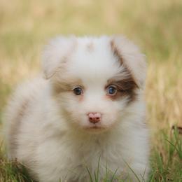 Border Collie Puppies from Effervescent Border Collies