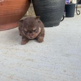 Mars - Chocolate male Pomeranian puppy in Texas from D&C Pomeranians