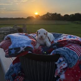 Ol' Glory - Parti female Goldendoodle puppy in Spring Hill, Kansas from Sunflower Doodles