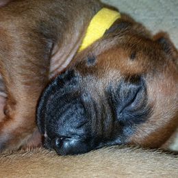 Rhodesian Ridgeback Puppies from Lower Ridge Farm