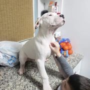 Dogo Argentino Puppies from De la Fuerza de Dios