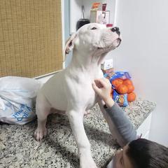 Dogo Argentino Puppies from De la Fuerza de Dios