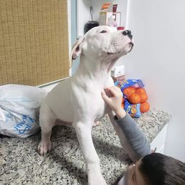 Dogo Argentino Puppies from De la Fuerza de Dios