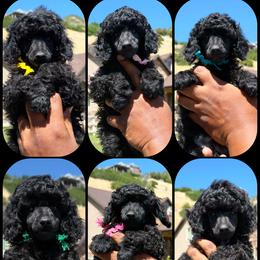 Poodle puppies from Kotu Poodles