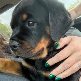 Rottweiler puppies from Come what May Rottweillers & rescues llc