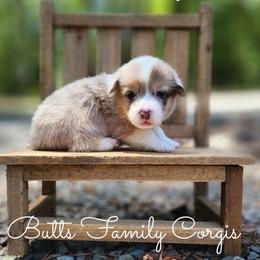 Scooby-Doo - Sable merle and white male American Corgi puppy in Cameron, North Carolina from Butts Family Corgis