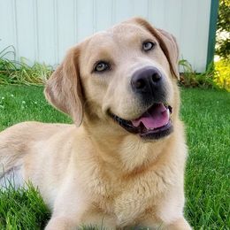 Labrador Retrievers from Junction Labradors