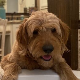 Tucker  - Goldendoodle