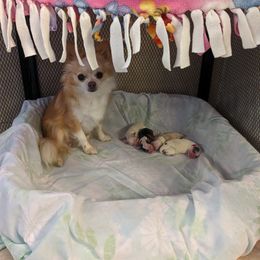 Chihuahua Puppies from Pampered Chihuahuas