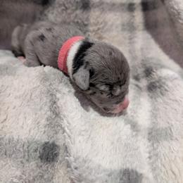 Racy - Mantle merle female Great Dane puppy in Brooksville, Florida from Follow My Lead Great Danes