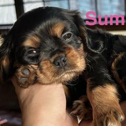 Summer - Black and tan female Cavalier King Charles Spaniel puppy in Ormond Beach, Florida from Parkside Cavaliers
