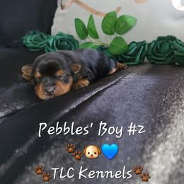 Yorkshire Terrier Puppies from TLC Kennels TenderLittleCuties