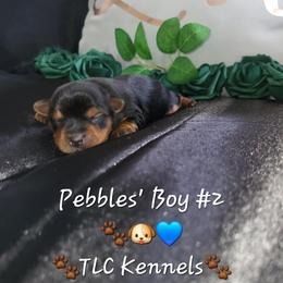 Yorkshire Terrier Puppies from TLC Kennels TenderLittleCuties