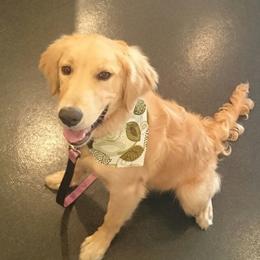 Jury - Golden Retriever