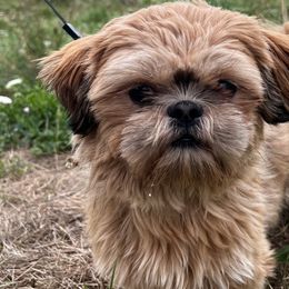 Shih Tzus from Pine Pawz