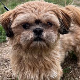 Shih Tzus from Pine Pawz