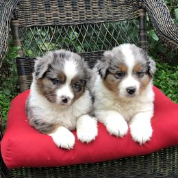 Australian Shepherd Puppies from Mullis Australian Shepherd