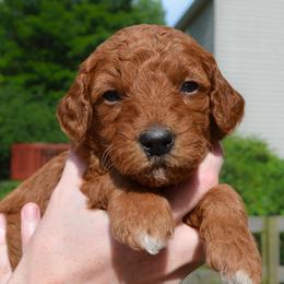 Blueberry - Apricot male Goldendoodle puppy in Batavia, Ohio from Cozy Cove Goldendoodles